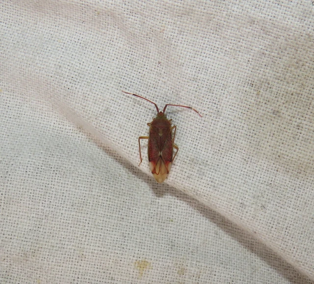 Pantilius tunicatus