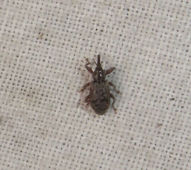 Dorytomus