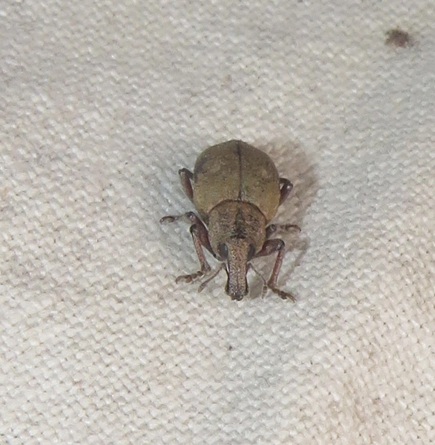 Graptus