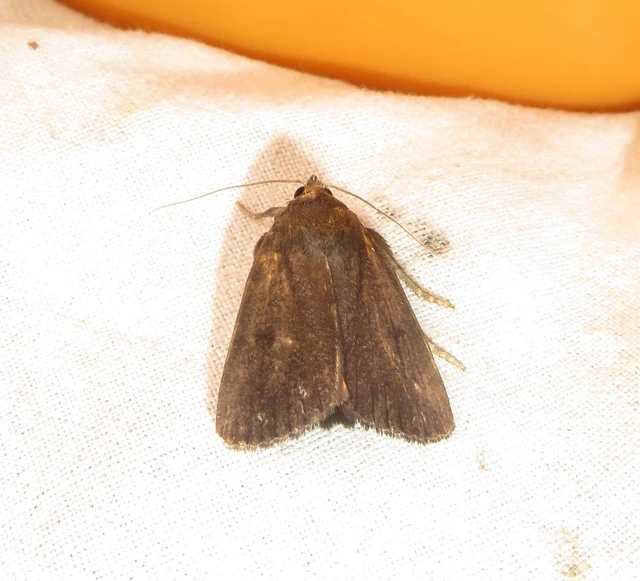 Amphipyra livida - zsírfényű bagoly