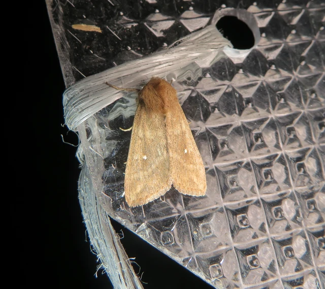 Mythimna albipuncta - fehérpettyes rétibagoly