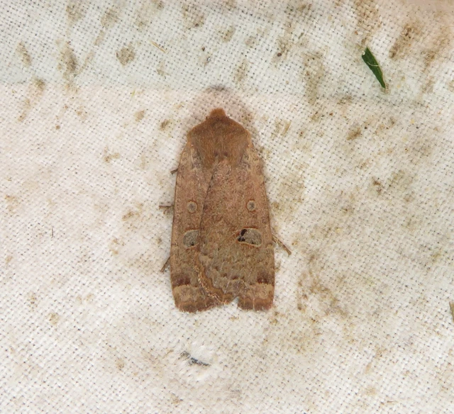 Conistra erythrocephala - vörösfejű őszibagoly