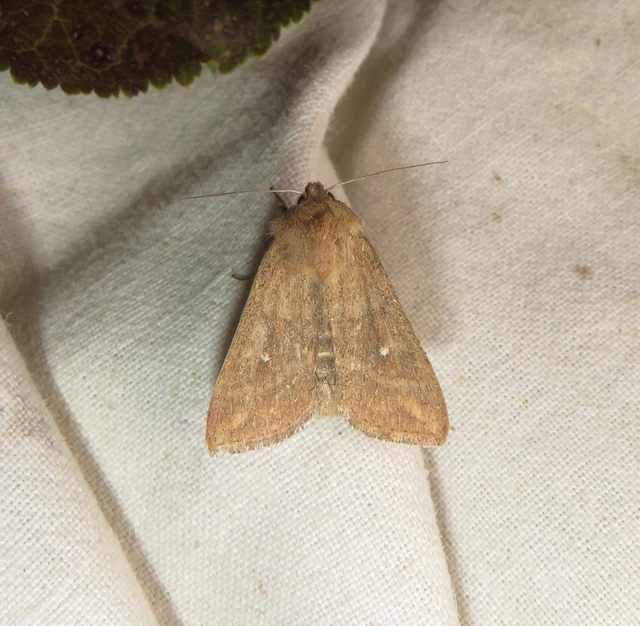 Mythimna albipuncta - fehérpettyes rétibagoly