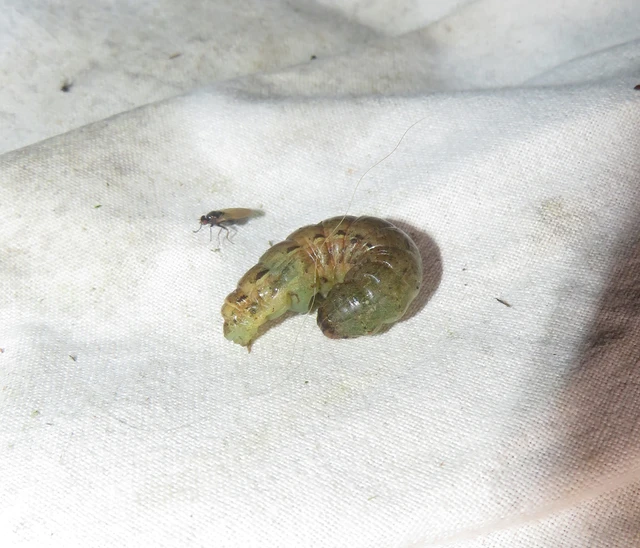 Noctua pronuba - nagy sárgafűbagoly