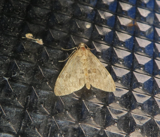 Thera variata/britannica