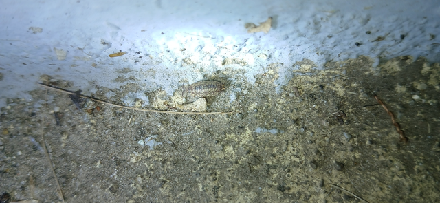 Isopoda - Ászkarákok