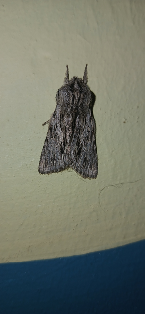 Asteroscopus sphinx - csillagnéző bundásbagoly