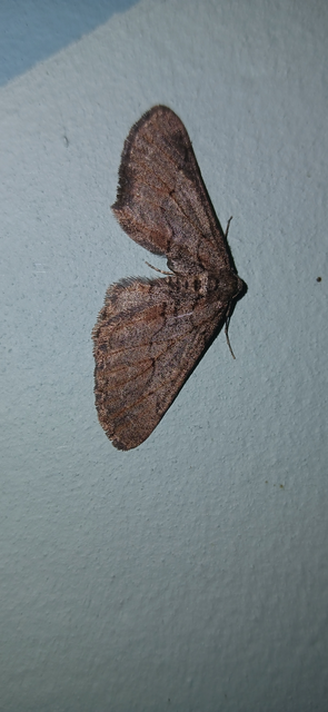 Agriopis bajaria - kökény-téliaraszoló