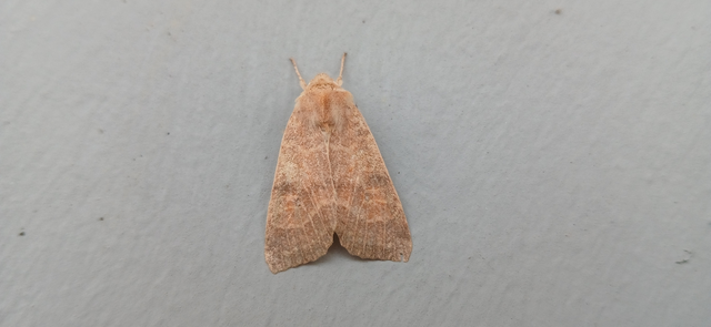 Cirrhia ocellaris - fakó sárgabagoly