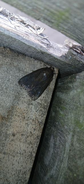 Amphipyra livida - zsírfényű bagoly