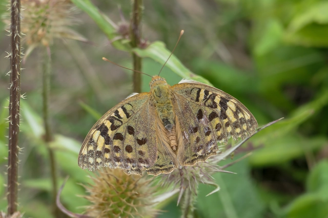 Argynnis pandora - zöldes gyöngyházlepke