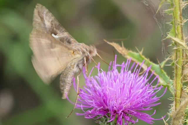 Autographa gamma - gammalepke