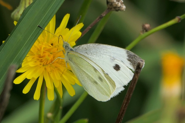 Pieris rapae - répalepke