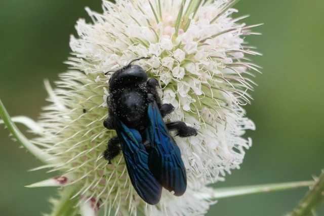 Hymenoptera - Hártyásszárnyúak