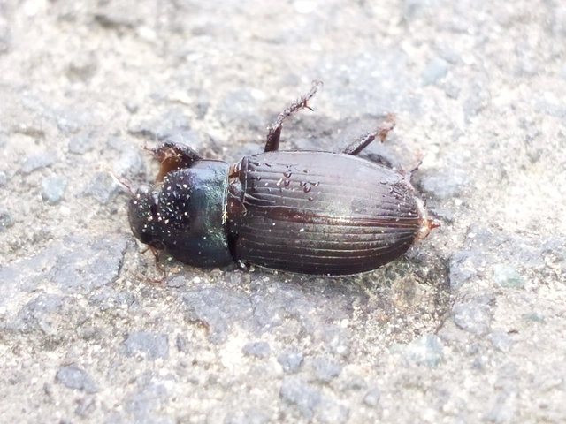Harpalus caspius - keleti lomhafutó