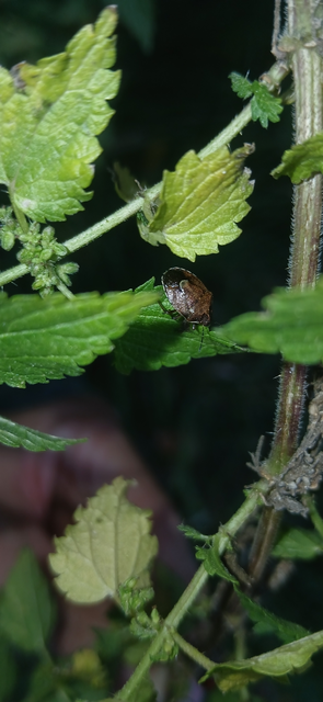 Rubiconia intermedia - bronzos címerespoloska