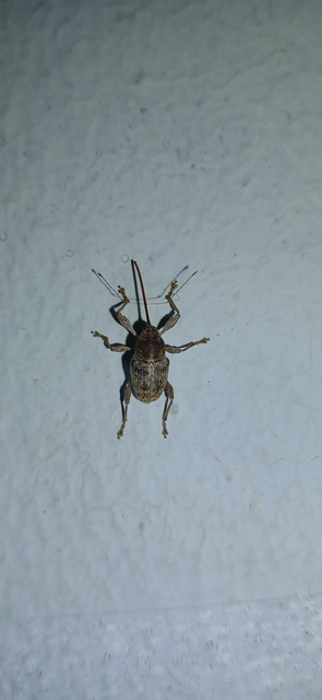 Curculio elephas - gesztenyezsuzsóka