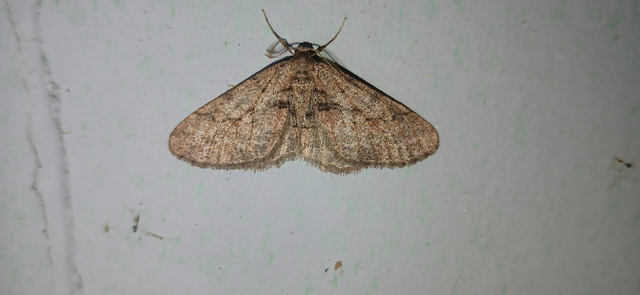 Agriopis bajaria - kökény-téliaraszoló