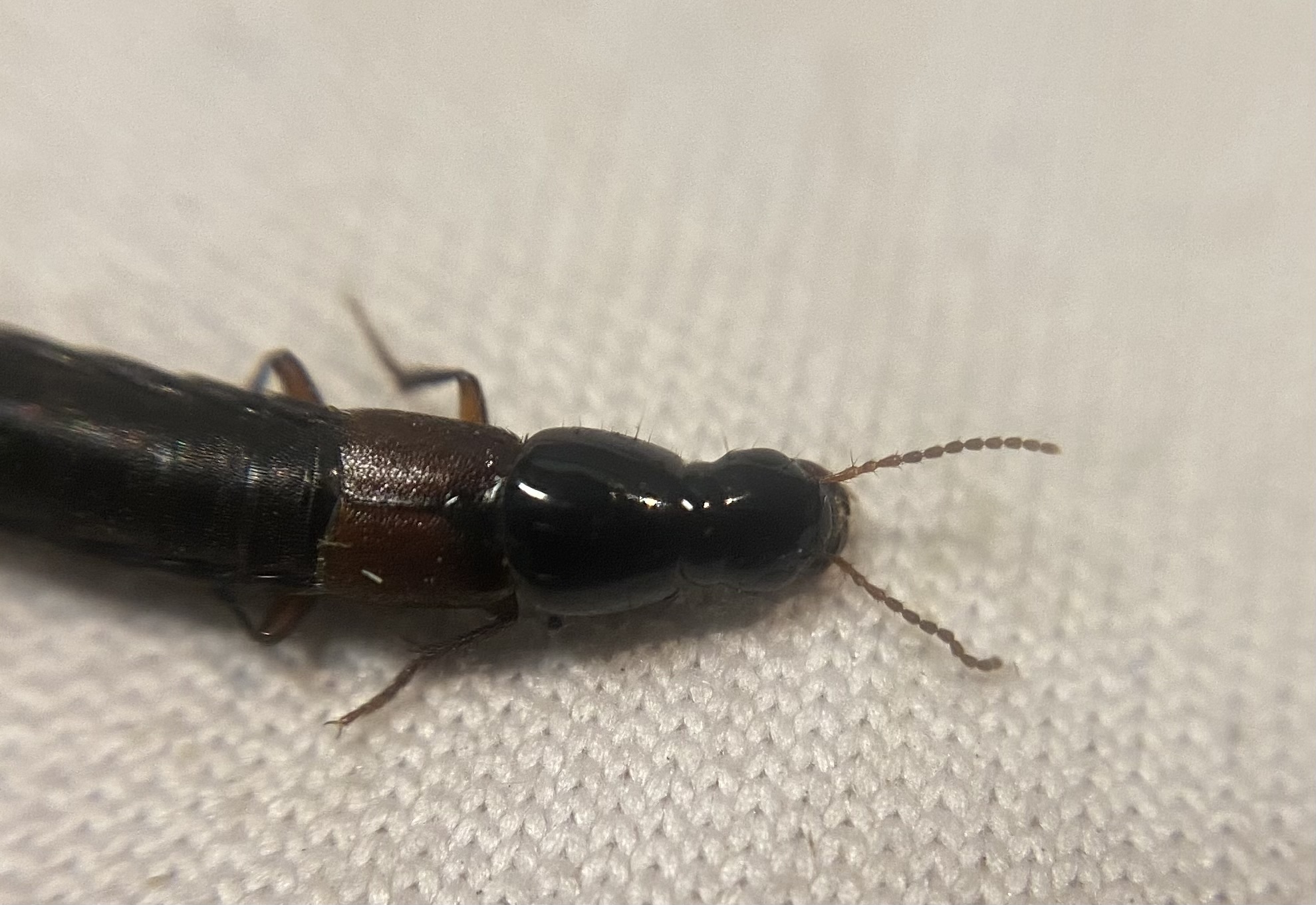 Quedius meridiocarpathicus - alföldi mohaholyva