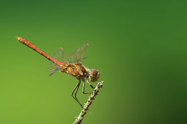 Sympetrum vulgatum - barkós katona-szitakötő