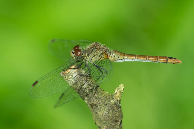 Sympetrum sanguineum - vörös katona-szitakötő