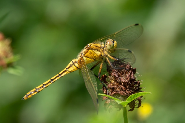 Orthetrum cancellatum - feketefarkú pásztorszitakötő