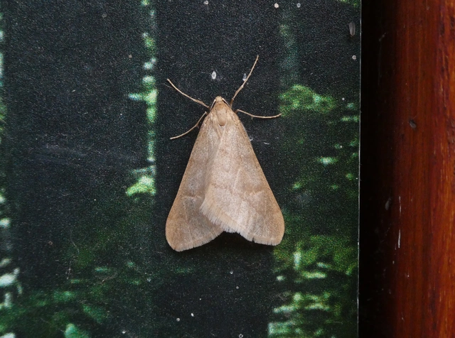 Alsophila aceraria - juhararaszoló