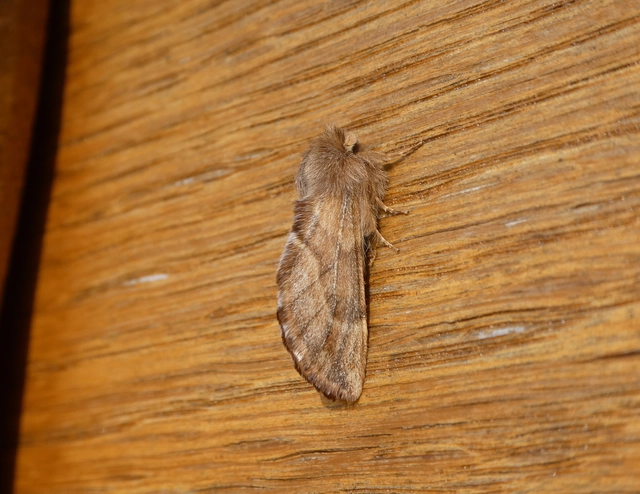 Ptilophora plumigera - tollas púposszövő
