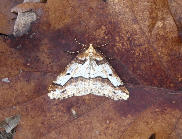 Erannis defoliaria - nagy téliaraszoló