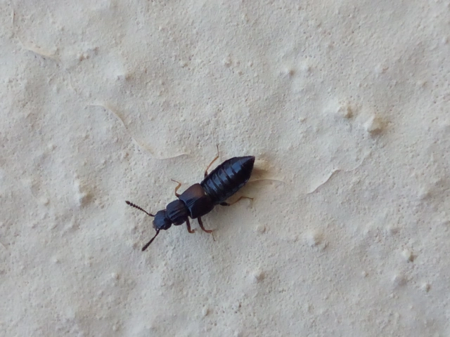 Anotylus rugosus - rovátkáshátú korhóholyva Anotylus rugosus - rovátkáshátú korhóholyva