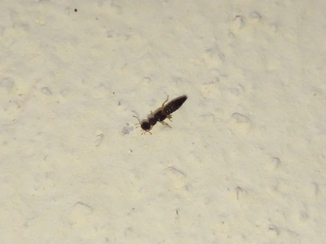 Astenus lyonessius - közönséges köviholyva