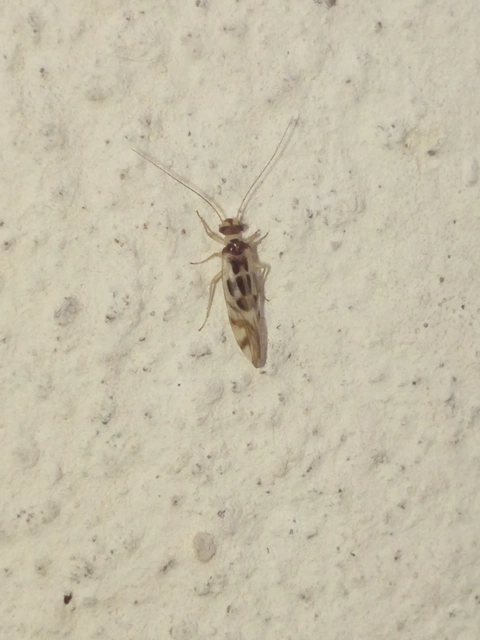 Psocoptera - Fürgetetvek