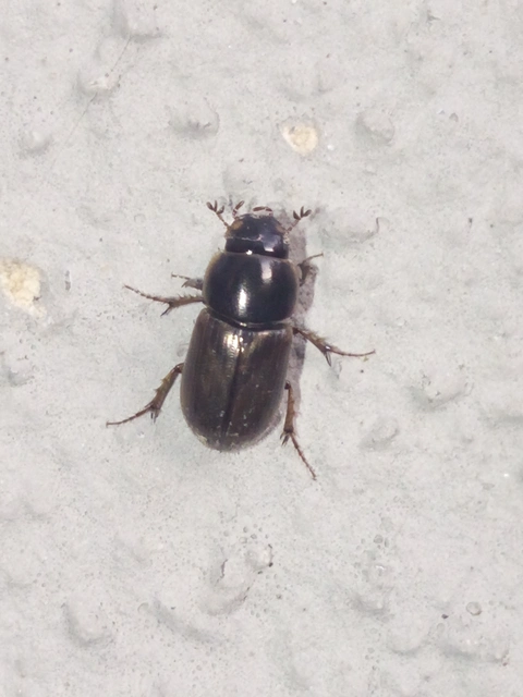 Melinopterus consputus Melinopterus consputus
