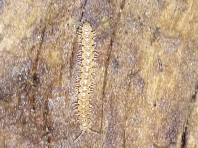Diplopoda - Ikerszelvényesek