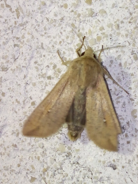Mythimna unipuncta - hordabagoly