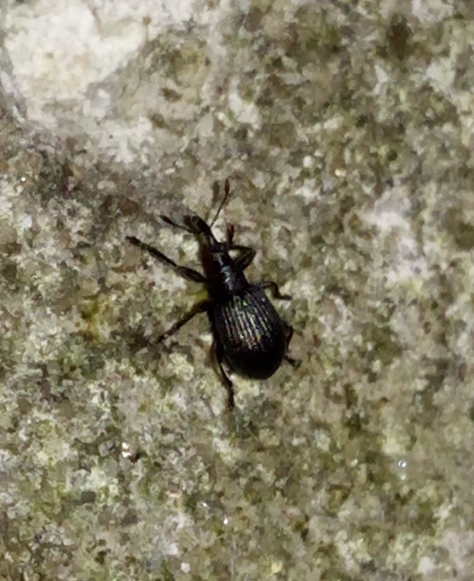 Ischnopterapion virens - lóheregyökér-cickányormányos