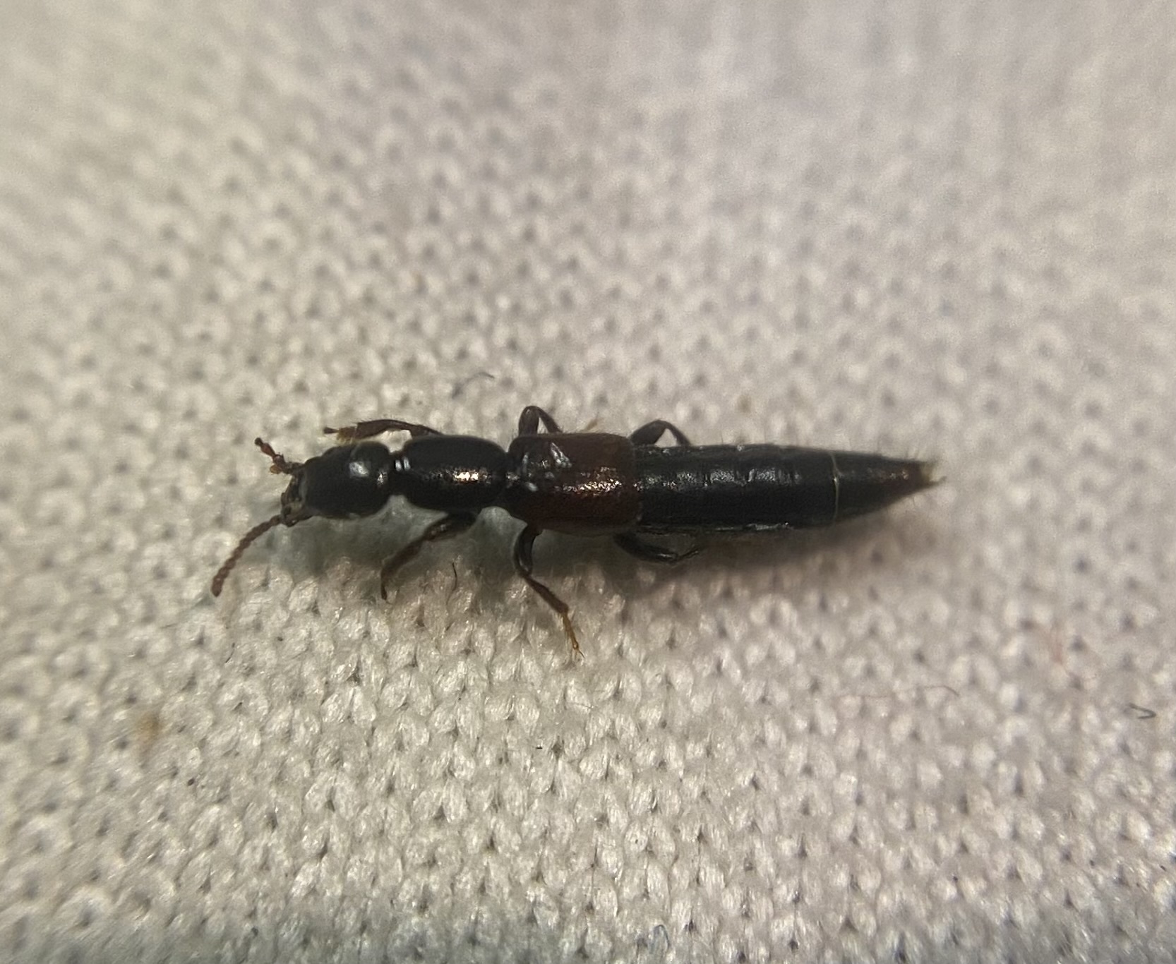 Lathrobium furcatum - sziki mocsárholyva