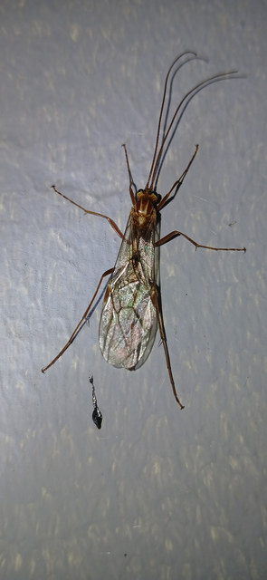 Ophion obscuratus