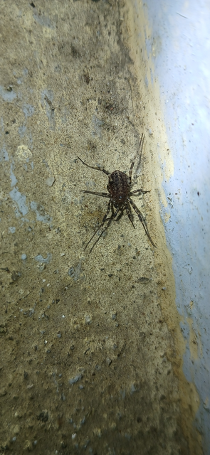 Egaenus convexus