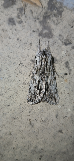 Asteroscopus sphinx - csillagnéző bundásbagoly