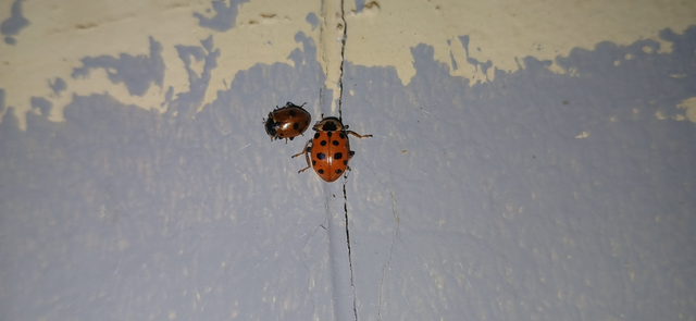 Hippodamia tredecimpunctata - mocsári katica