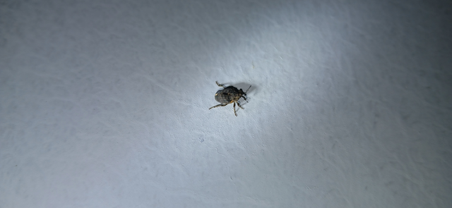 Stenocarus cardui - pipacsgyökér-ormányos