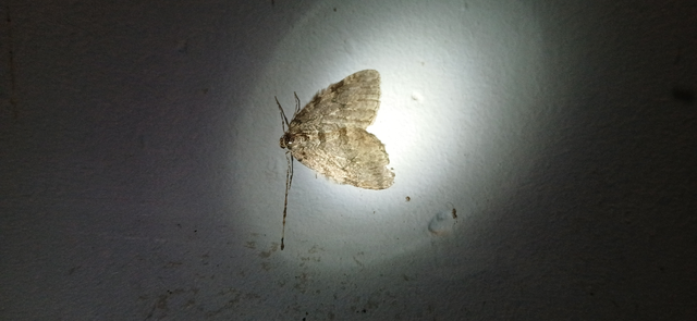 Epirrita christyi/dilutata