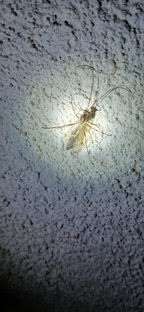 Ophion obscuratus