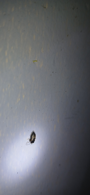 Geocoris Geocoris