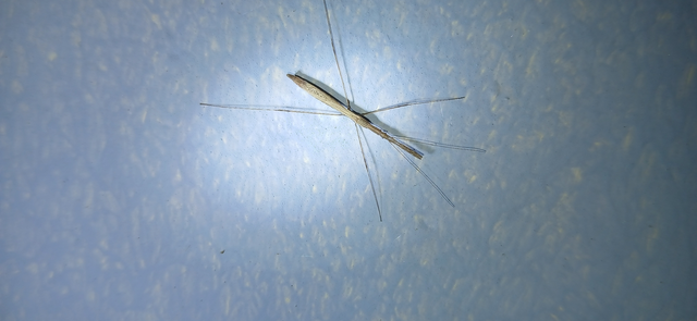 Metapterus caspicus