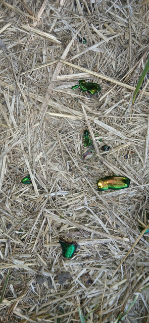 Protaetia speciosissima - pompás virágbogár