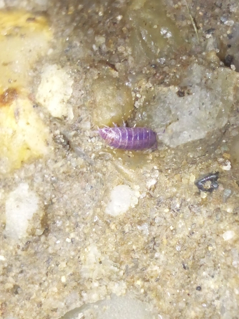 Isopoda - Ászkarákok