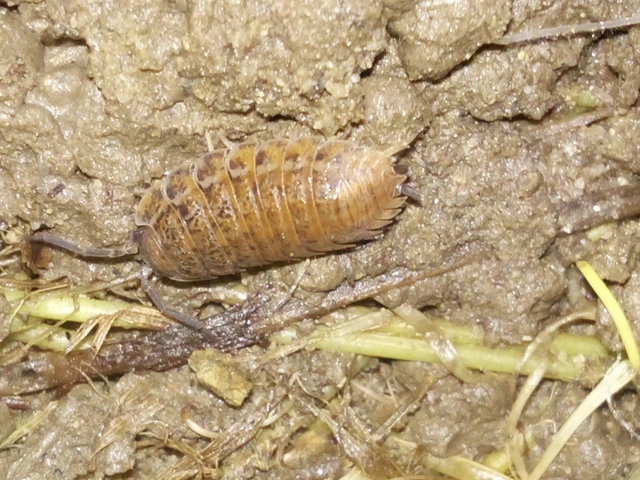 Isopoda - Ászkarákok