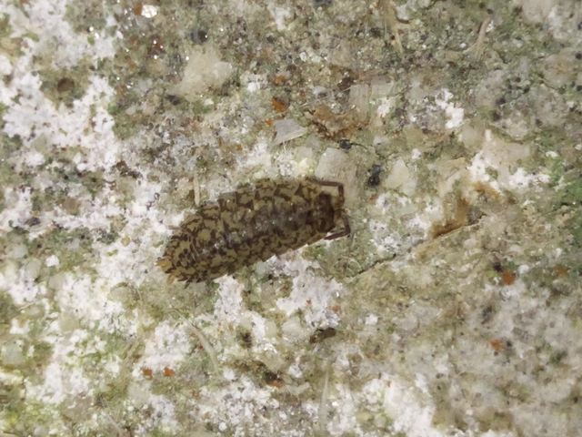 Isopoda - Ászkarákok